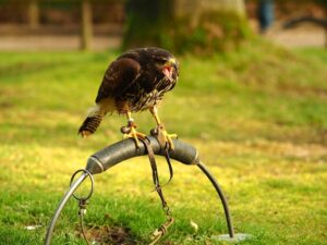 Warum Können Vögel Auf Der Stromleitung Sitzen? Physikalische Erklärung einfach verständlich