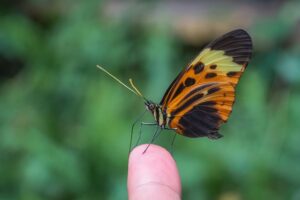 Wie Sieht Ein Schmetterling Aus? Merkmale und Aufbau eines Schmetterlings einfach erklärt