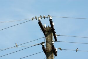 Wieso Können Vögel Auf Stromleitungen Sitzen? Warum Vögel keinen Stromschlag auf Stromleitungen bekommen