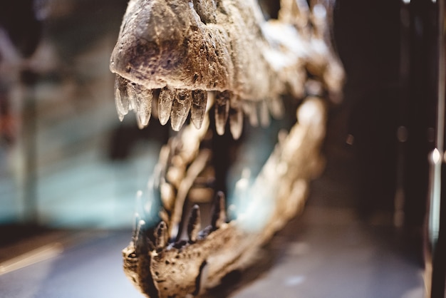 Wie schwer war ein T-Rex? Das geschätzte Gewicht des Tyrannosaurus Rex