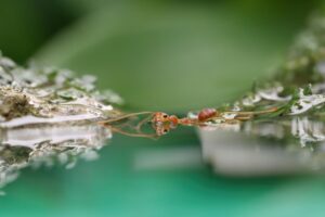 Wovon Ernähren Sich Ameisen? Die Ernährung von Ameisen einfach erklärt